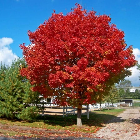 Brighter Blooms - Red Sunset® Maple Tree, 5-6 ft. - No Shipping to AK, AZ, HI