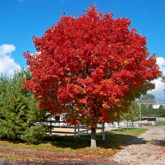 Brighter Blooms - Red Sunset® Maple Tree, 6-7 ft. - No Shipping to AK, AZ, HI