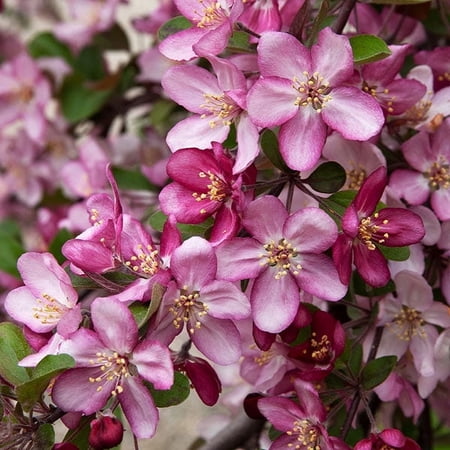 Brighter Blooms - Robinson Crabapple Tree, 6-7 ft. - No Shipping to AK, AZ, CA, HI, ID, OR, WA