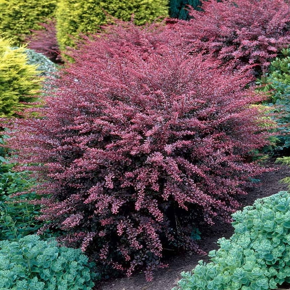 Brighter Blooms - Rose Glow Barberry Shrub, 1 gal. - No Shipping To AK, AZ, HI, IN, MA, ME, MI, ND, NH, NY, PA, VT, WA, WV
