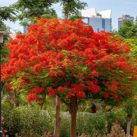 Brighter Blooms - Royal Poinciana Tree, 2-3 ft. - No Shipping To AK, AZ, HI