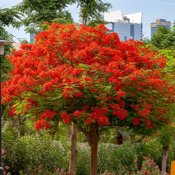Brighter Blooms - Royal Poinciana Tree, 2-3 ft. - No Shipping To AK, AZ, HI