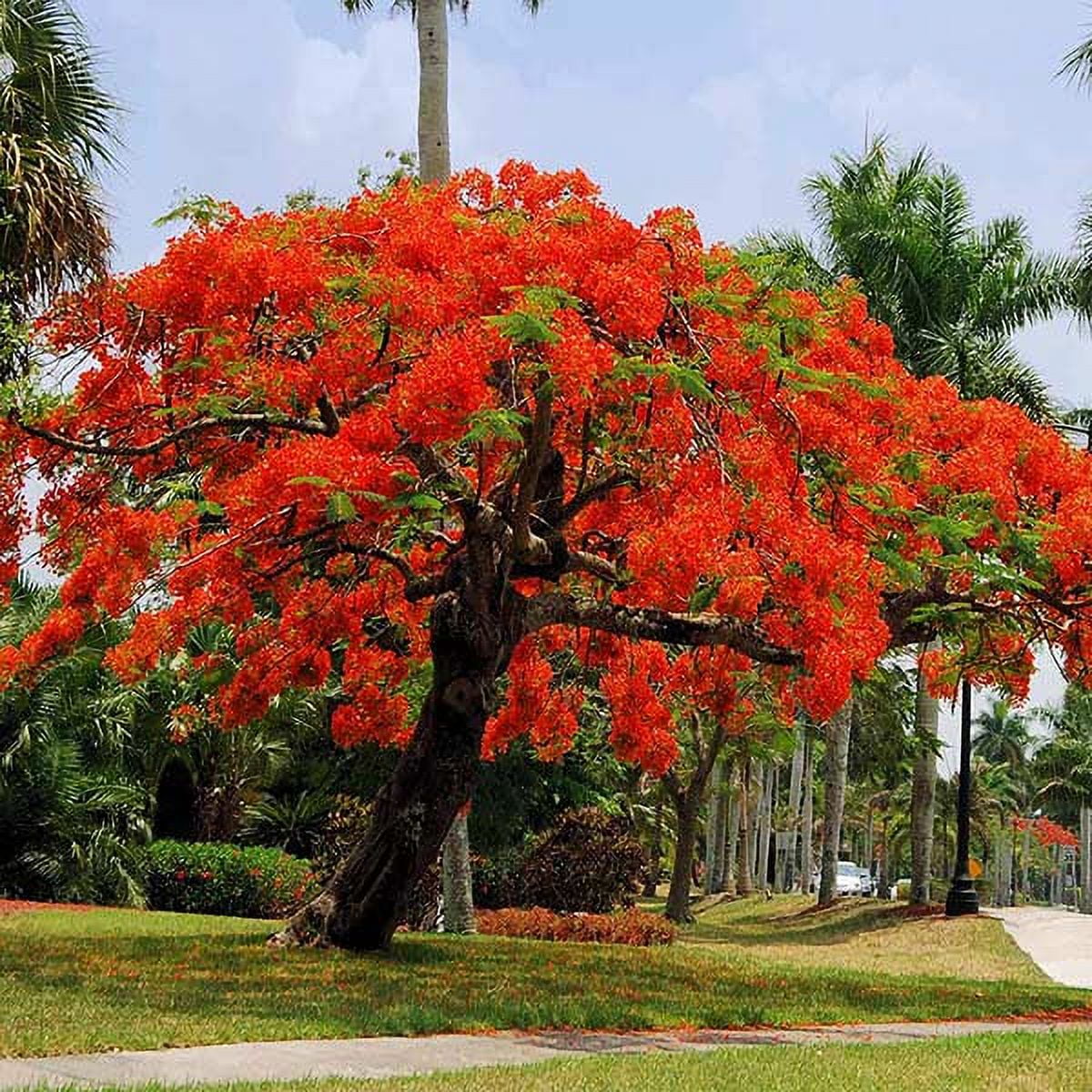 Brighter Blooms - Royal Poinciana Tree, 5-6 ft. - No Shipping To
