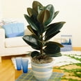 thumbnail image 1 of Brighter Blooms - Rubber Plant (Ficus), 3 gal - No Shipping to AK, AZ, HI, OR, 1 of 5