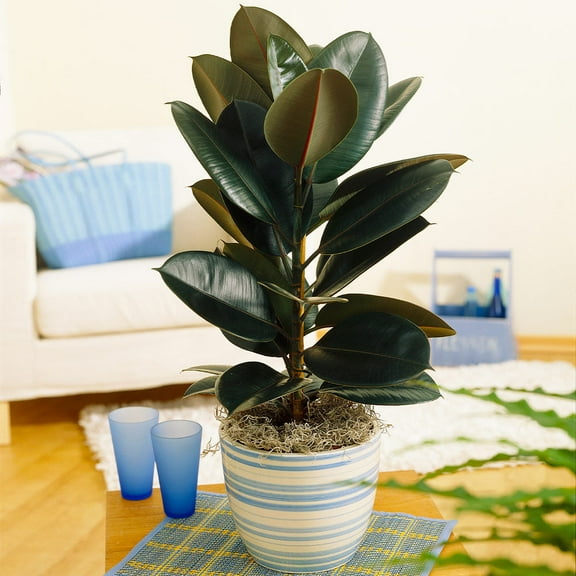 Brighter Blooms - Rubber Plant (Ficus), 6 inch - No Shipping to AK, AZ, HI, OR