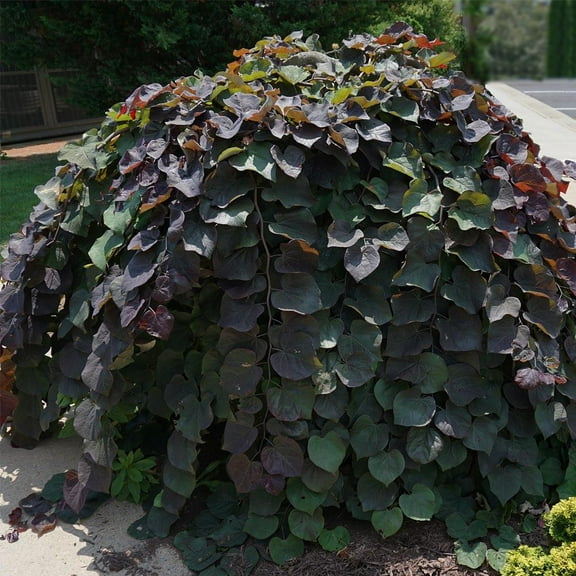 Brighter Blooms - Ruby Falls Redbud Tree, 4-5 ft. - No Shipping to AK, AZ, HI, OR