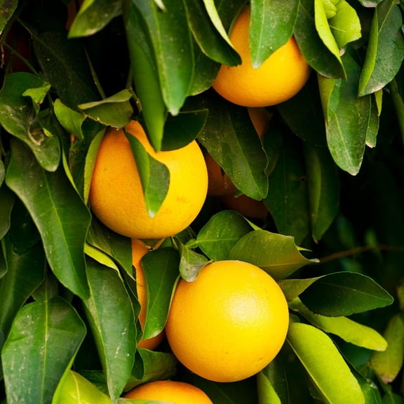 Brighter Blooms - Ruby Red Grapefruit Tree, 2-3 ft. - No Shipping to AK, AL, AZ, CA, FL, GA, HI, LA, MS, OR, TX
