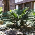 thumbnail image 1 of Brighter Blooms - Sago Palm Tree, 3 gal - No Shipping to AK, AZ, HI, 1 of 6