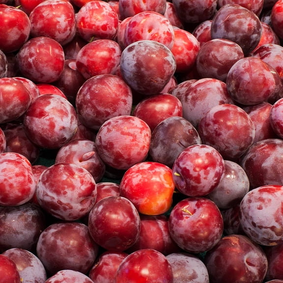 Brighter Blooms - Santa Rosa Plum Tree, 4-5 ft. - No Shipping to AK, AR, AZ, CA, CO, HI, ID, LA, OR, WA