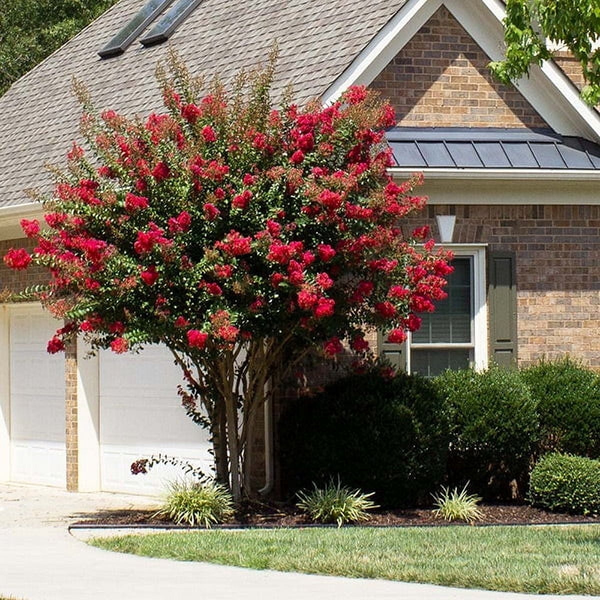 Brighter Blooms - Southern Living® Colorama™ Scarlet Crape Myrtle Tree ...