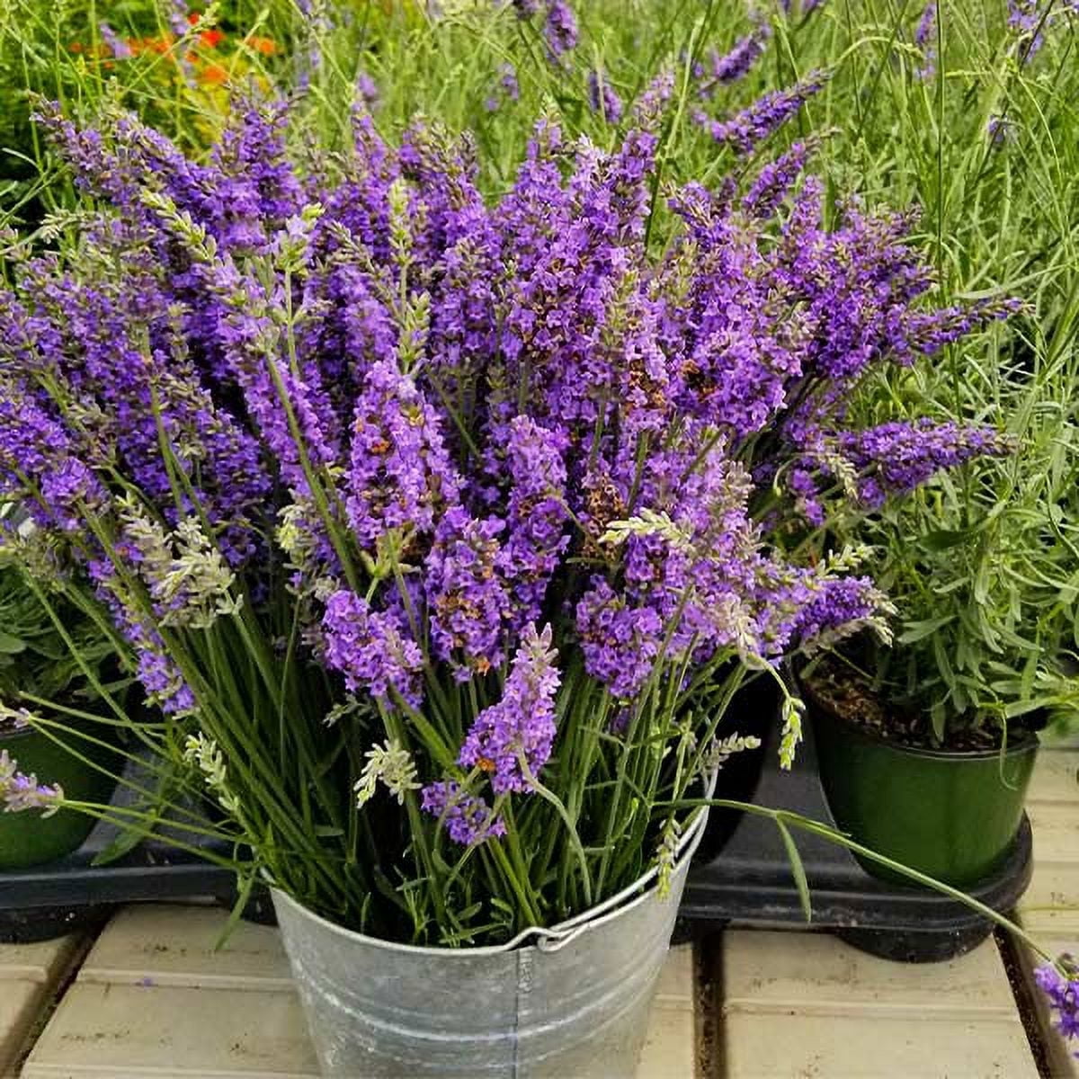 Brighter Blooms - Sensational Lavender Plant, 1 Qt. - No Shipping To AK,  AZ, HI - Walmart.com