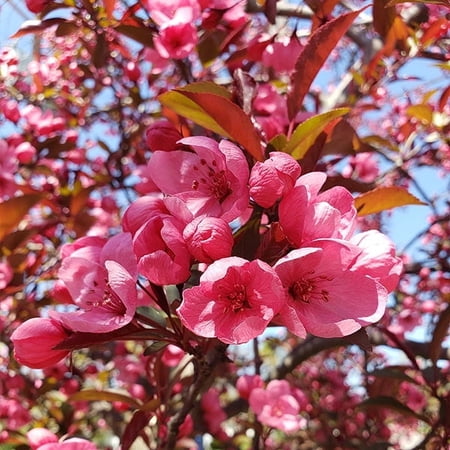 Brighter Blooms - Proven Winners® Show Time™ Crabapple Tree, 6-7 ft. - No Shipping to AK, AZ, CA, HI, ID, OR, WA