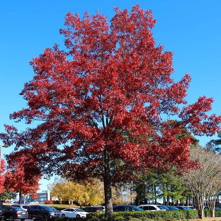 Brighter Blooms - Shumard Oak Tree, 4-5 ft. - No Shipping To AK, AZ, CA, FL, HI, LA, OR, WI