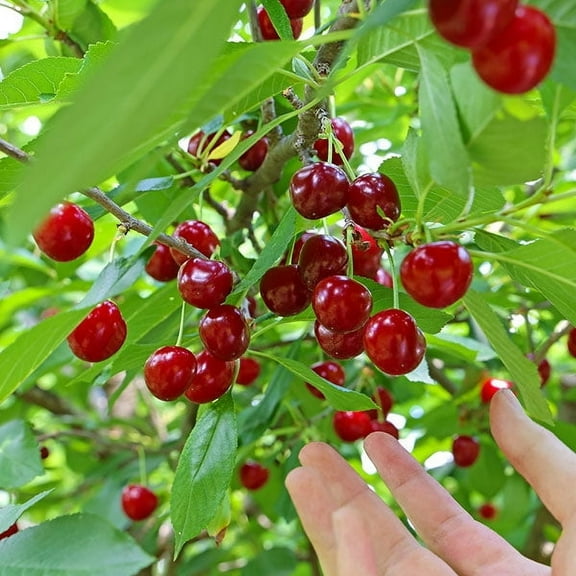 Brighter Blooms - Skeena Cherry Tree, 3-4 ft. - No Shipping to AK, AZ, CA, CO, HI, ID, OR, WA
