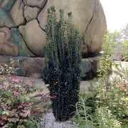 Brighter Blooms - Sky Pencil Holly Tree, 1-2 ft. - No Shipping to AK, AZ, HI, OR