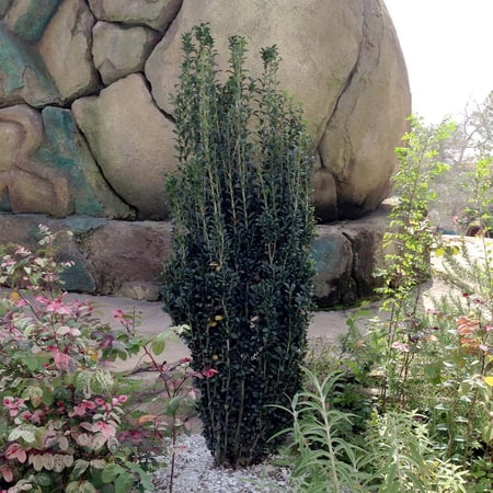 Brighter Blooms - Sky Pencil Holly Tree, 2-3 ft. - No Shipping to AK, AZ, HI, OR