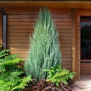 Brighter Blooms - Skyrocket Juniper Tree, 1-2 ft. - No Shipping To AK, AZ, CA, HI