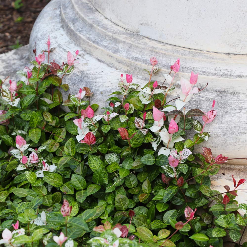 Brighter-Blooms-Snow-N-Summer-