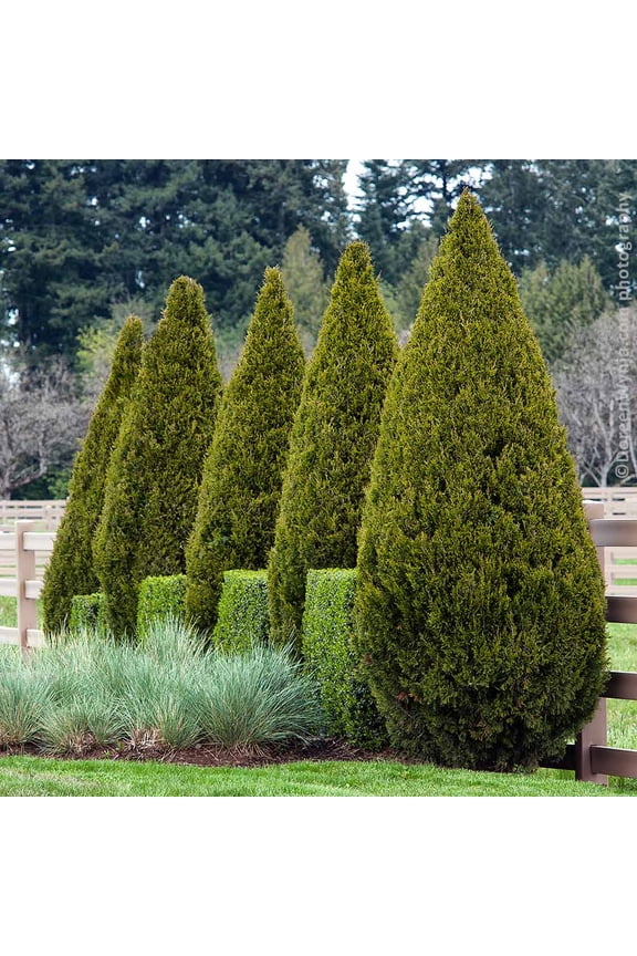 - Southern Living® Spartan Juniper, 2-3 ft. - No Shipping to AK, AZ, CA, HI