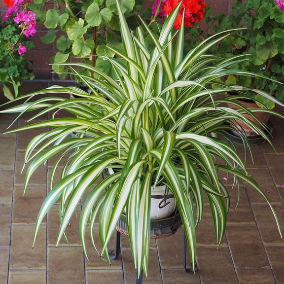 Brighter Blooms - Spider Plant, 6 Inch - No Shipping to AK, AZ, HI