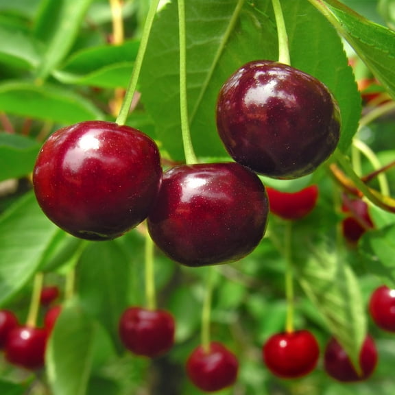 Brighter Blooms - Stella Cherry Tree, 4-5 ft. - No Shipping to AK, AZ, CA, CO, HI, ID, OR, WA