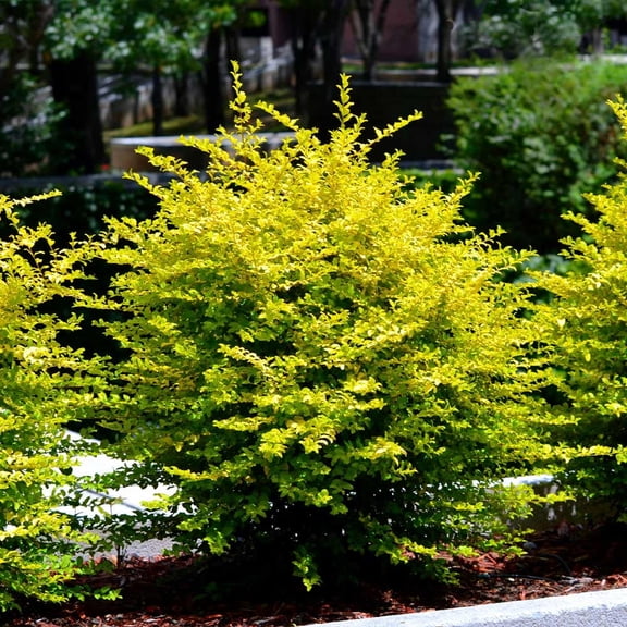 Brighter Blooms - Southern Living® Sunshine Ligustrum Shrub, 1 gal - No Shipping to AK, AZ, HI, OR, PA