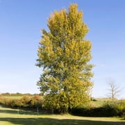 Brighter Blooms - Superior Hybrid Poplar Tree, 3-4 ft. - No Shipping to AK, AZ, HI, OR