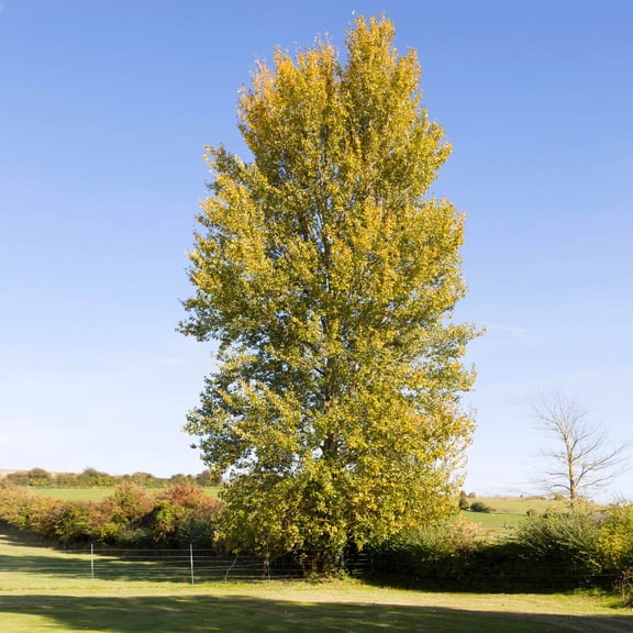 Brighter Blooms - Superior Hybrid Poplar Tree, 3-4 ft. - No Shipping to AK, AZ, HI, OR