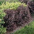 thumbnail image 1 of Brighter Blooms - Sweet Cherry Tea Ninebark Shrub, 2 gal - No Shipping to AK, AZ, HI, 1 of 4