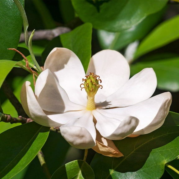 Brighter Blooms - Sweetbay Magnolia Tree, 2-3 ft. - No Shipping to AK, AZ, HI, OR