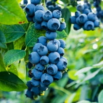 Brighter Blooms - Sweetheart Blueberry Bush, 1 gal - No Shipping to AK, AZ, CA, GA, HI, MI, OR, WA