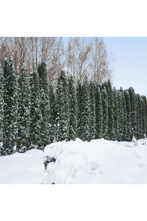 - Taylor Juniper Tree, 1-2 ft. - No Shipping To AK, AZ, CA, HI