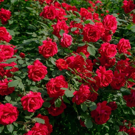 Brighter Blooms - The Grand Champion™ Rose Shrub, 3 gal - No Shipping to AK, AZ, HI