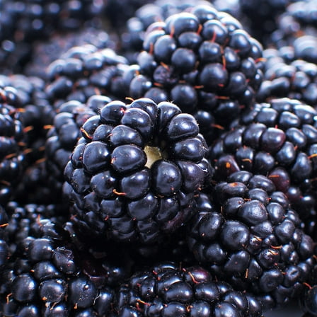 Brighter Blooms - Thornless Blackberry Bush, 3 gal - No Shipping to AK, AZ, HI, OR