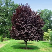 Brighter Blooms - Thundercloud Plum Tree, 5-6 ft. - No Shipping to AK, AL, AR, AZ, CA, HI, ID, LA, MS, OR, WA