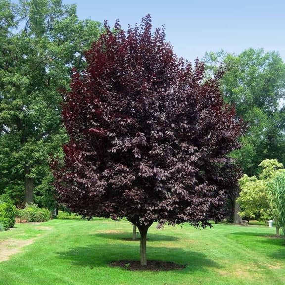 Brighter Blooms - Thundercloud Plum Tree, 5-6 ft. - No Shipping to AK, AL, AR, AZ, CA, HI, ID, LA, MS, OR, WA
