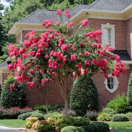 Brighter Blooms - Tonto Crape Myrtle Tree, 1-2 ft. - No Shipping To AK, AZ, HI, OR