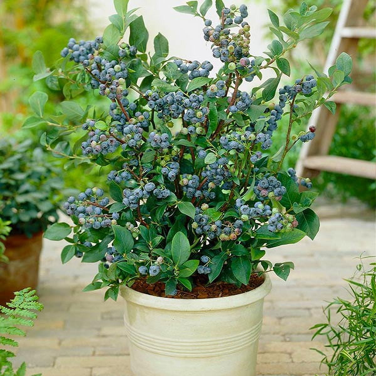 Brighter Blooms Top Hat Blueberry Bush, 1 gal. No Shipping To AZ,CA
