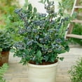 thumbnail image 1 of Brighter Blooms - Top Hat Blueberry Bush, 2 gal - No Shipping to AK, AZ, CA, GA, HI, MI, OR, WA, 1 of 6
