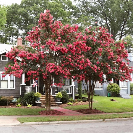Brighter Blooms - Tuscarora Crape Myrtle, 4-5 ft. - No Shipping To AK, AZ, HI, OR