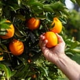 thumbnail image 1 of Brighter Blooms - Valencia Orange Tree, 1-2 ft. - No Shipping To AK, AL, AZ, CA, FL, GA, HI, LA, MS, OR, TX, 1 of 4