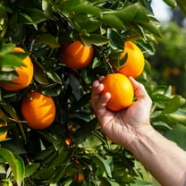 Brighter Blooms - Valencia Orange Tree, 1-2 ft. - No Shipping To AK, AL, AZ, CA, FL, GA, HI, LA, MS, OR, TX