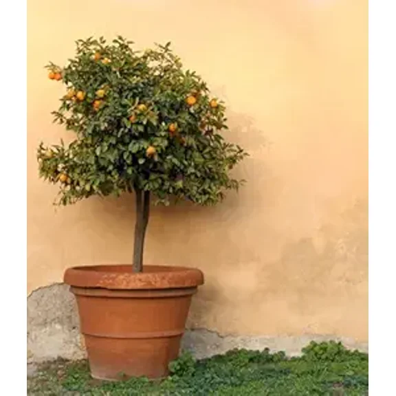 Brighter Blooms - Valencia Orange Tree, 2-3 ft. - No Shipping To AK, AL, AZ, CA, FL, GA, HI, LA, MS, OR, TX