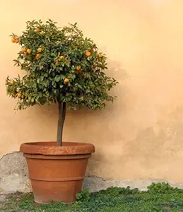 Brighter Blooms - Cara Cara Orange Tree - Outdoor Fruit Plant, No