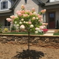 thumbnail image 1 of Brighter Blooms - Vanilla Strawberry Hydrangea Tree, 3-4 ft. - No Shipping to AK, AZ, HI, 1 of 6