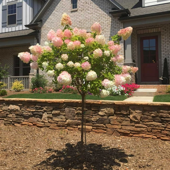 Brighter Blooms - Vanilla Strawberry Hydrangea Tree, 2-3 ft. - No Shipping to AK, AZ, HI