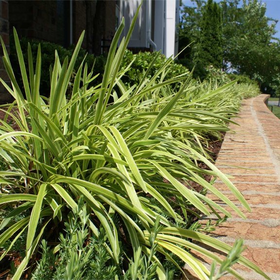 Brighter Blooms - Variegated Liriope Plant, 1 gal - No Shipping to AK, AZ, HI