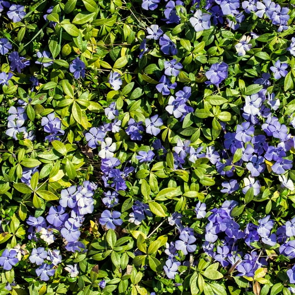 Brighter Blooms - Vinca Minor Periwinkle Vine, 1 gal - No Shipping to AK, AZ, HI