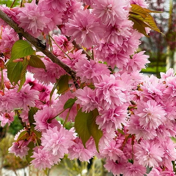 Brighter Blooms - Proven Winners® Weeping Extraordinaire™ Cherry Tree, 4-5 ft. - No Shipping to AK, AZ, CA, CO, HI, ID, OR, WA