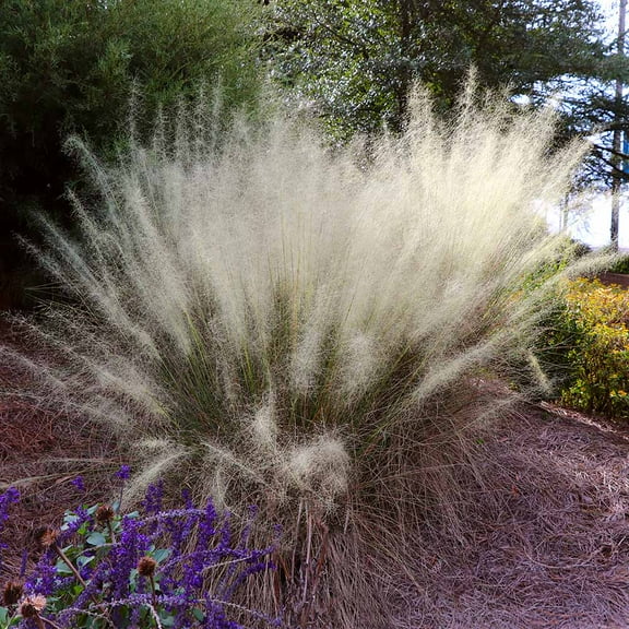 Brighter Blooms - White Cloud Muhly Grass, 1 gal - No Shipping to AK, AZ, HI